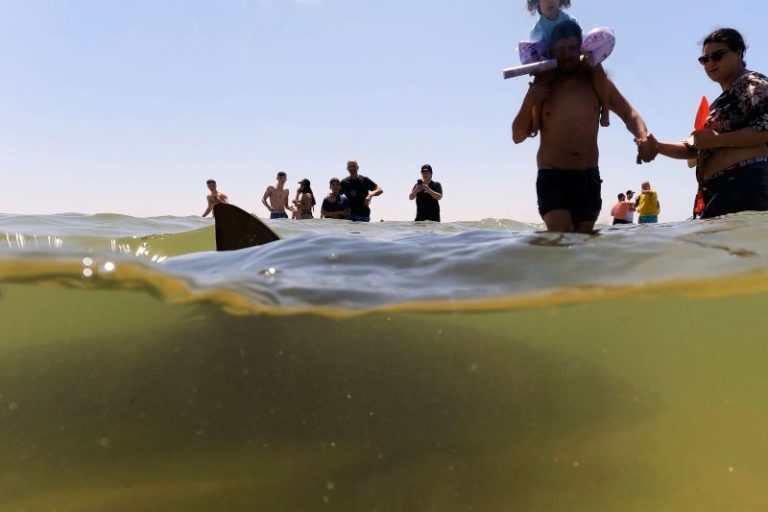 Sharks drew crowds to this Israeli beach for years. Now a swimmer’s disappeared and a body’s been found